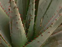 Aloe marlothii